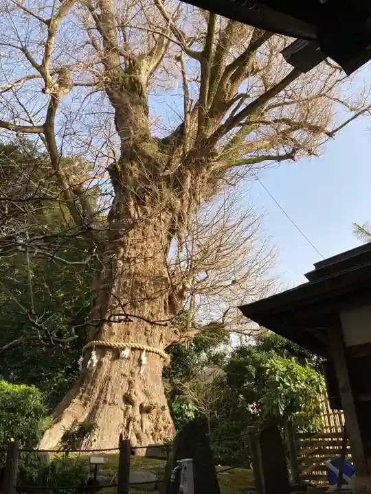 荏柄天神社の自然