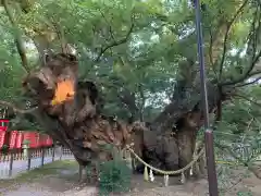 浜松八幡宮の自然