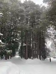 北海道神宮の自然