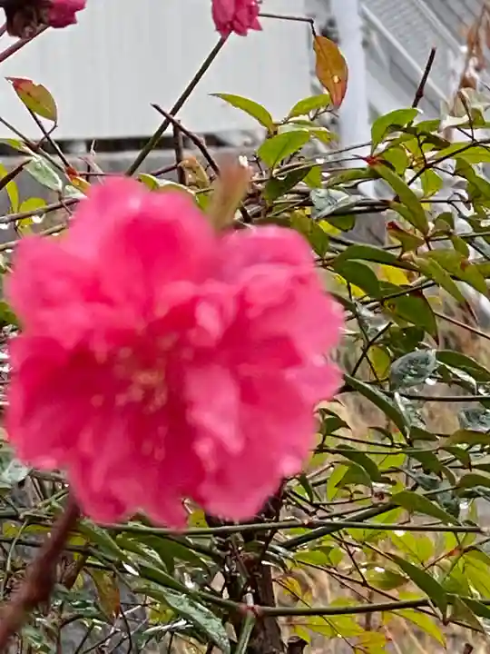 横浜御嶽神社の自然