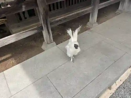 高屋敷稲荷神社の{uncategorized: "未分類", other: "その他", undefined: "問題あり", building: "その他建物", grave: "お墓", sacred_gate: "鳥居", guardian: "狛犬", statue: "像", buddha: "仏像", history: "歴史", nature: "自然", garden: "庭園", animal: "動物", pagoda: "塔", temizu: "手水舎", mountain_gate: "山門・神門", sanctuary: "本殿・本堂", subordinate: "末社・摂社", art: "芸術", scenery: "景色", jizo: "地蔵", ema: "絵馬", goshuin: "御朱印", omikuji: "おみくじ", items: "授与品その他", amulet: "お守り", goshuincho: "御朱印帳", eats: "食事", festival: "お祭り", votive_dance: "神楽", shichigosan: "七五三参", wedding: "結婚式", experience: "体験その他", initially: "初詣", around: "周辺", anti_infection: "感染症対策"}