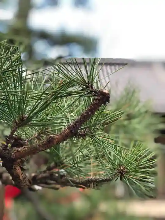 玉三稲荷神社の自然