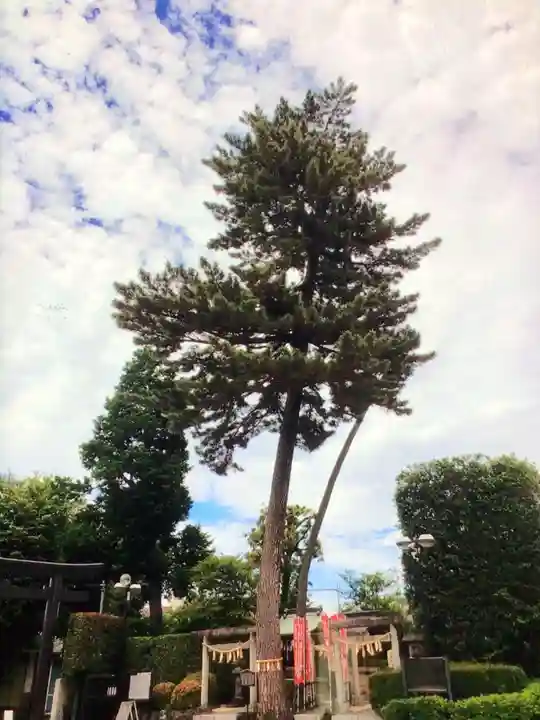 中野沼袋氷川神社(東京都)