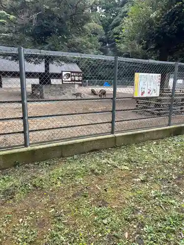 鹿島神宮の動物