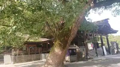 金刀比羅宮の本殿・本堂