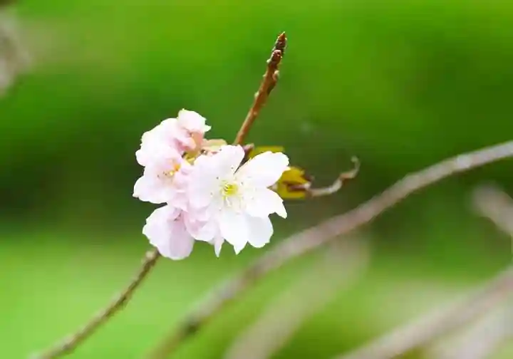 零羊崎神社の自然
