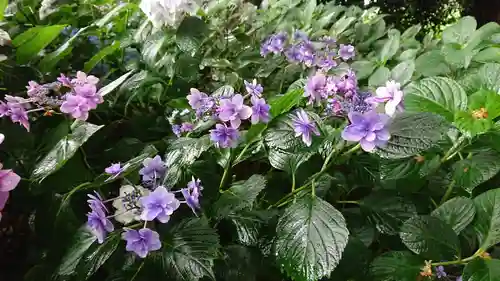 佐野原神社の自然