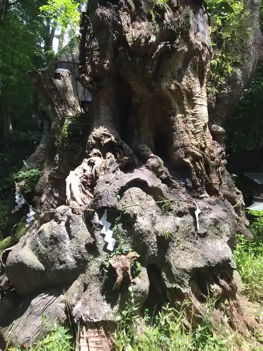 來宮神社(静岡県)