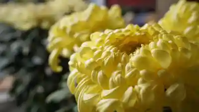 美奈宜神社(福岡県)
