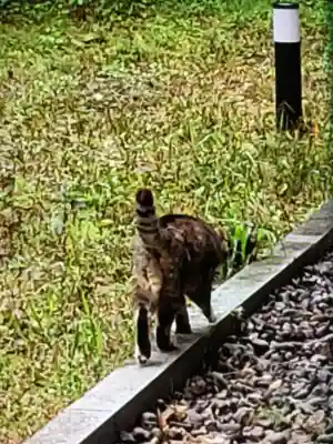 白金氷川神社(東京都)