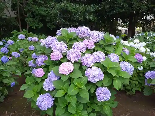 妙法寺(東京都)