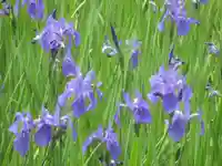 大田神社(賀茂別雷神社境外摂社)の自然