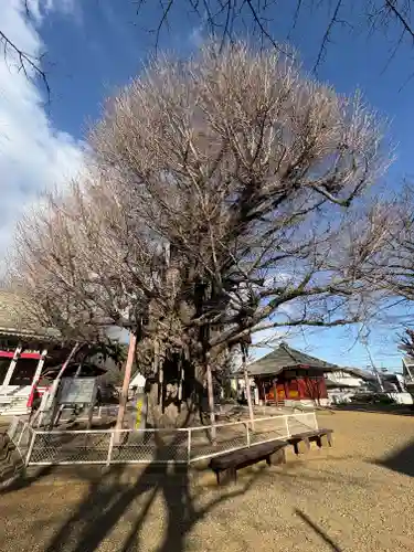千葉寺(千葉県)