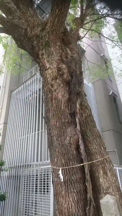 泥江縣神社の自然