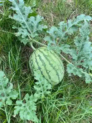 白山姫神社の自然