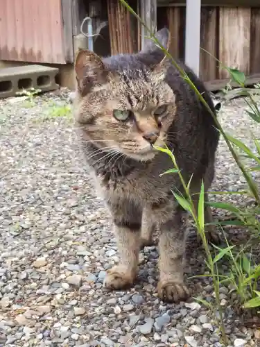 小浜神社(福井県)