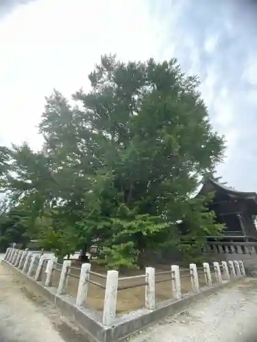葛飾八幡宮(千葉県)