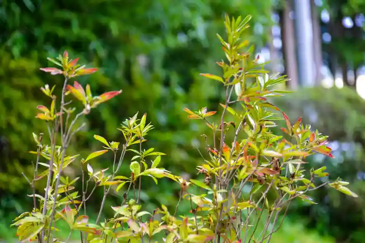 尻岸内八幡神社の自然