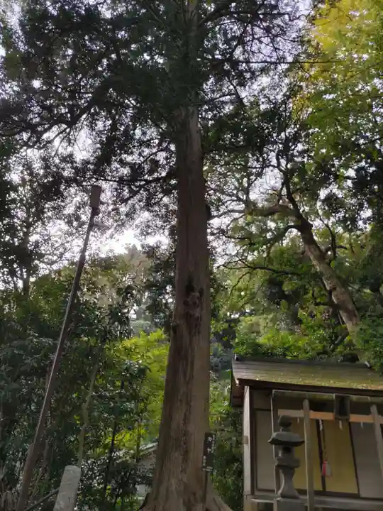 熊野神社(杉田・中原)(神奈川県)