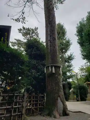 八幡神社の自然