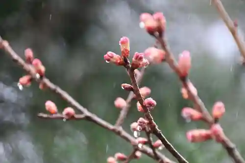 開成山大神宮の自然