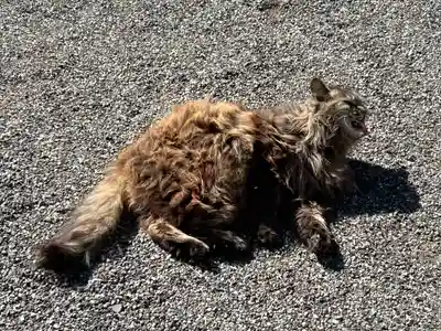 山梨縣護國神社(山梨県)