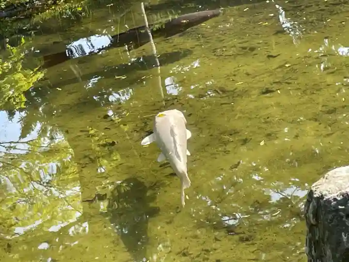 北海道護國神社の動物
