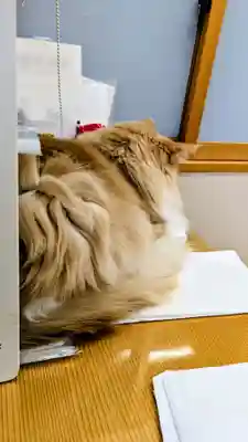 駒込妙義神社の動物