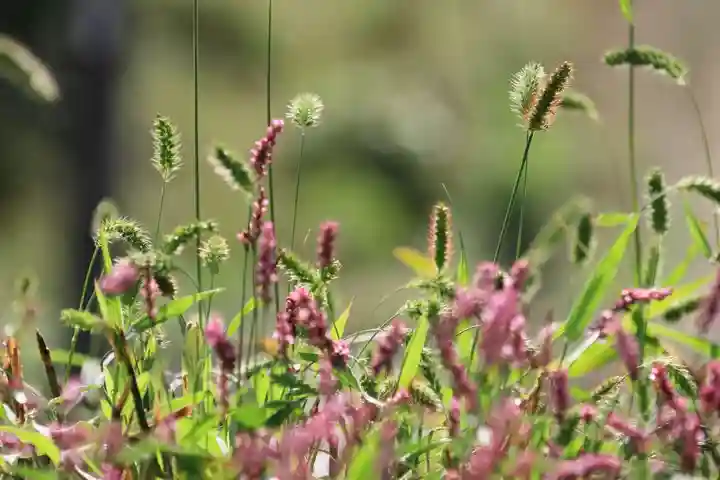 阿久津「田村神社」(郡山市阿久津町)旧社名:伊豆箱根三嶋三社の自然