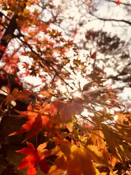 北野天満宮の自然