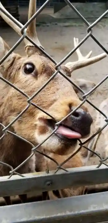 鹿島神宮の動物