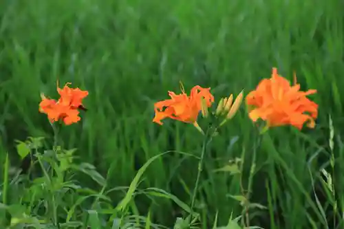 三光稲荷神社の自然