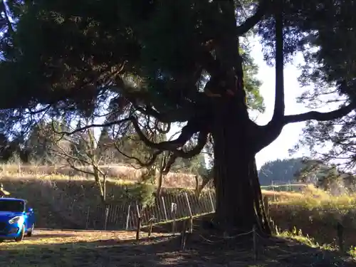 中畑神社の自然