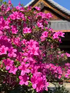 紫雲山 大泉寺の自然(2021年05月03日(月) 09時30分22秒投稿)