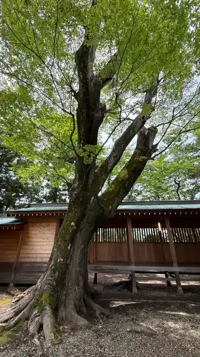 蠶養國神社(福島県)