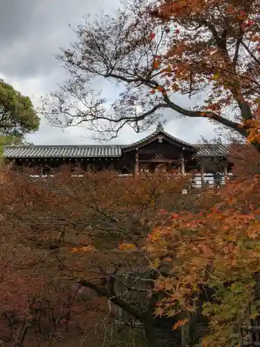 東福禅寺（東福寺）の自然