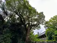 和泉國一之宮 大鳥大社(大阪府)