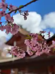 富士山本宮浅間大社(静岡県)