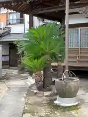 光照寺の自然