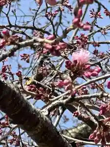 国宝 大法寺(長野県)(2024年04月07日(日) 07時26分39秒投稿)