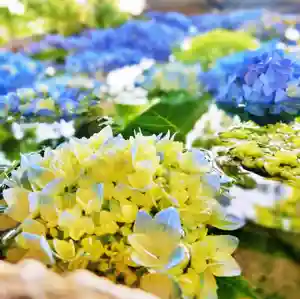 立志神社の手水舎(2021年06月01日(火) 10時54分42秒投稿)