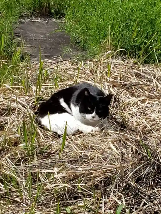白金氷川神社の動物