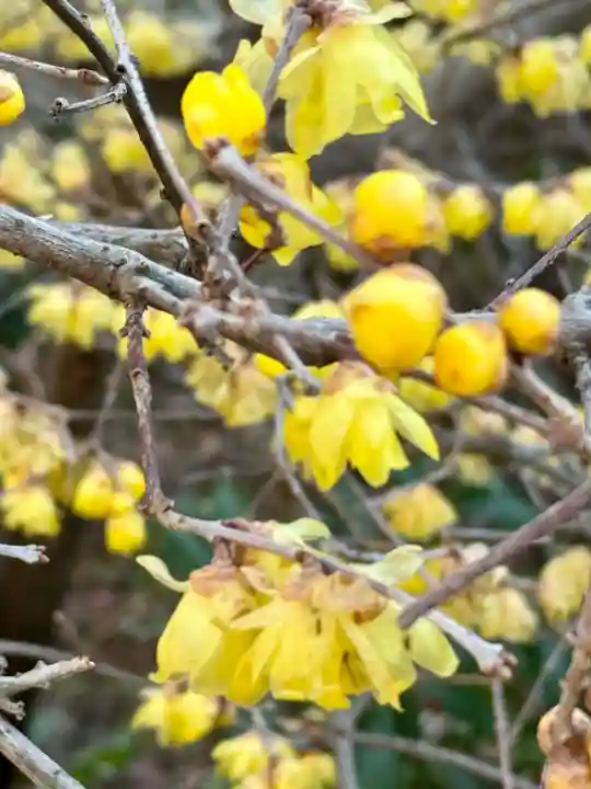 大蓮寺(京都府)