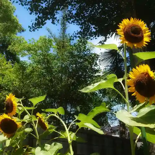 若宮神明社の自然