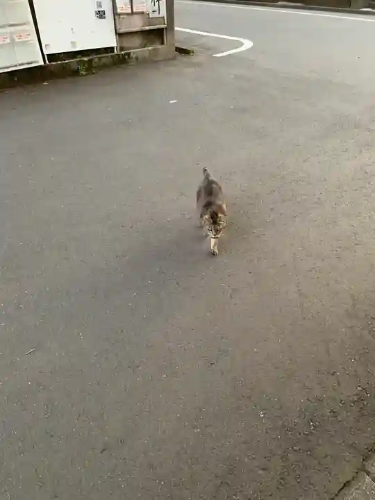 寛永寺(根本中堂)の動物