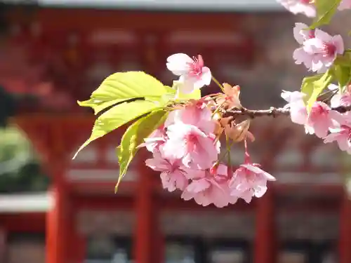 近江神宮の自然