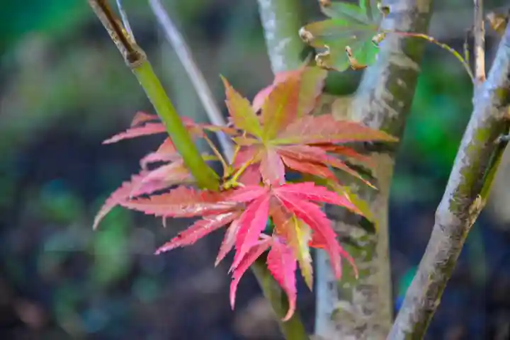 尻岸内八幡神社の自然