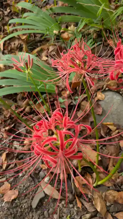 平野神社(京都府)