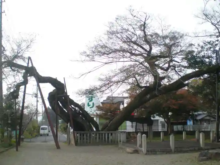 高野神社の自然