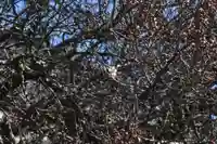 国宝 大法寺の自然